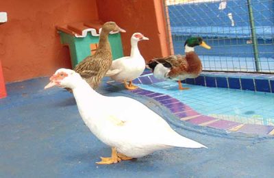 Crianças conhecendo o viveiro de animais